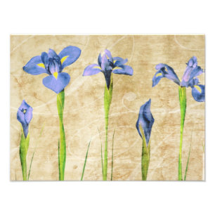 Impression Photo Antique Irises - Personnaliser Vintage de l'Arrièr