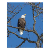 Appel à l'aigle chauve