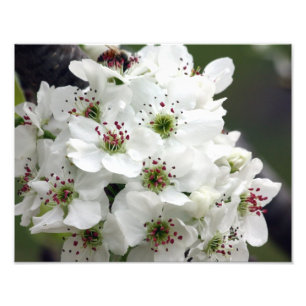 Impression Photo Apple fleurit au printemps