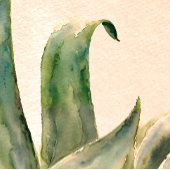 Impression Photo Aquarelle Agave Peinture Sud-Ouest Sage Vert