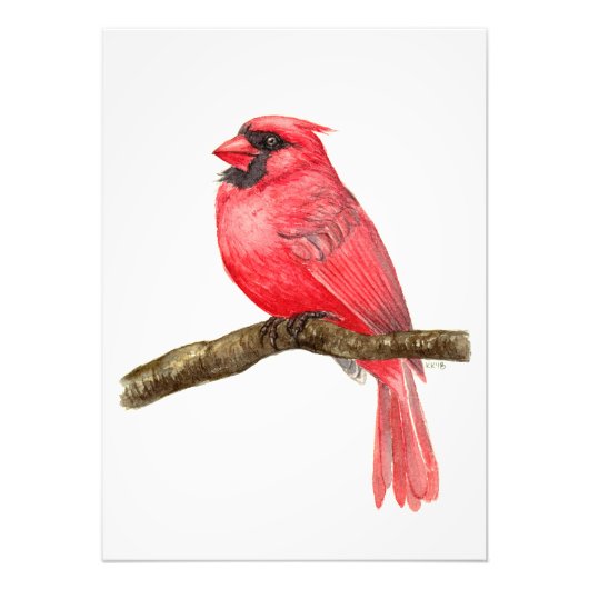 Impression Photo Aquarelle cardinale (Devant)