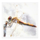 Impression Photo Aquarelle de libellule Pastel Arrière - plan blanc (Devant)