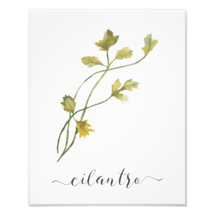 Impression Photo Aquarelle Herbe Botanique Imprimer Cilantro