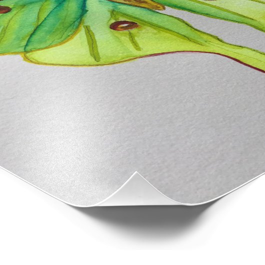 Impression Photo Aquarelle Luna Moth (Coin)