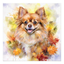 Aquarelle Pomchi Fall