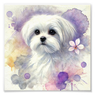 Impression Photo Aquarelle Regal Maltese Imprimer