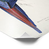 Impression Photo Ara rouge et jaune Illustration d'Edward Lear (Coin)