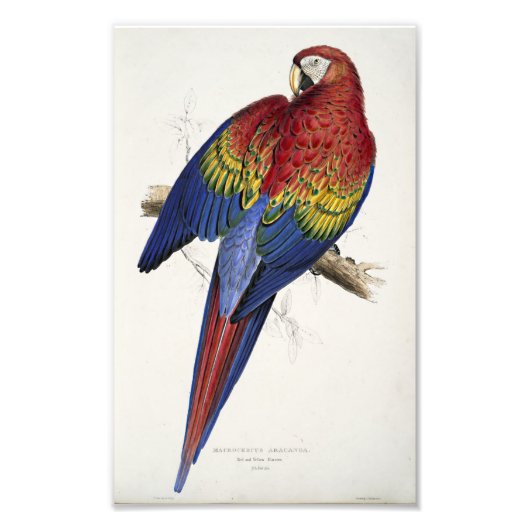 Impression Photo Ara rouge et jaune Illustration d'Edward Lear (Devant)