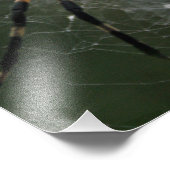 Impression Photo Araignée immense / Argiope jaune et noire (Coin)