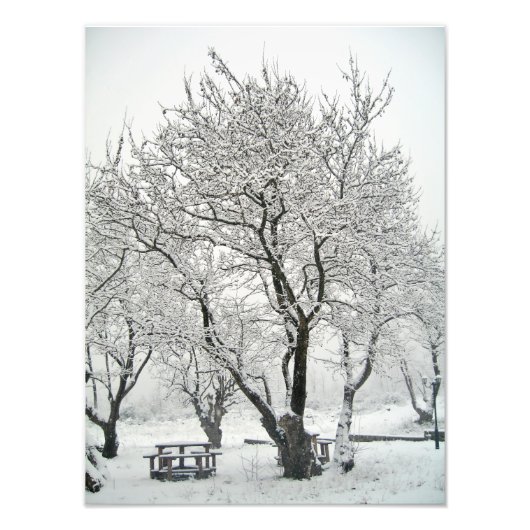 Impression Photo arbre (Devant)