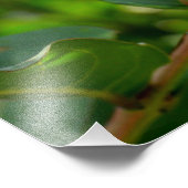 Impression Photo Arbre à myrte crémeuse vibre (Coin)