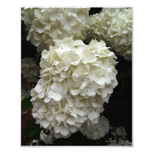 Impression Photo Arbre à neige