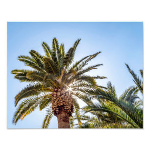 Impression Photo Arbre à palmiers 4024 avec Sunburst