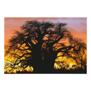 Impression Photo arbre baobab africain, Adansonia digitata,