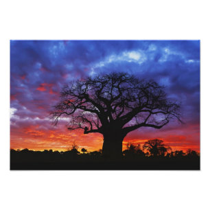 Impression Photo arbre baobab africain, Adansonia digitata, 2