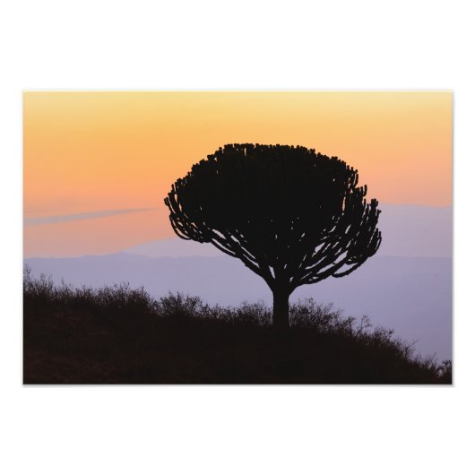 Impression Photo Arbre candélabre découpé à l'aube, (Devant)
