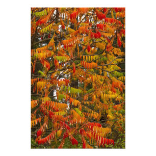 Impression Photo Arbre de sumac de couleur automnale à Whitefish,