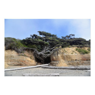 Impression Photo Arbre de vie 36X24 - Kalaloch, WA