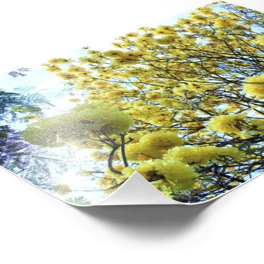 Impression Photo Arbre d'or hawaii (Coin)
