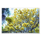 Impression Photo Arbre d'or hawaii (Devant)