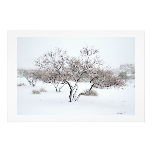 Impression Photo Arbre enneigé par Sidharta Pascual (Devant)