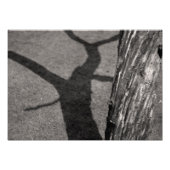 Impression Photo Arbre mort (Devant)