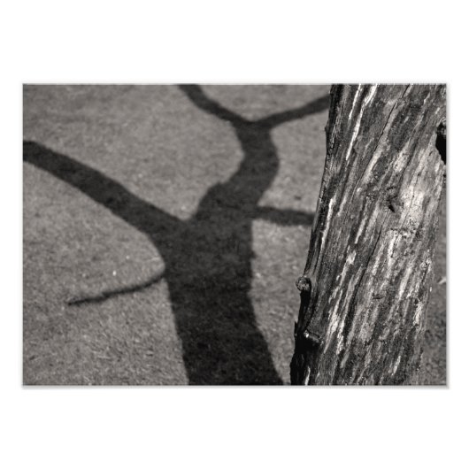 Impression Photo Arbre mort (Devant)