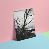 Impression Photo Arbre Noir Et Blanc Avec Vignes Vertes