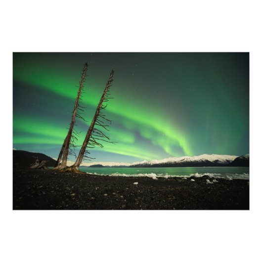 Impression Photo Arbre penché Aurora (Devant)