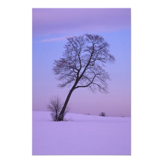 Impression Photo Arbre penché dans un champ enneigé ; Comté de Chip (Devant)