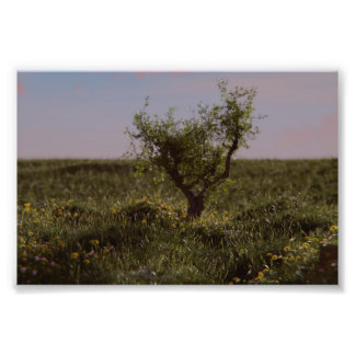 Impression Photo Arbre Solitaire