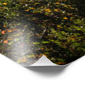 Impression Photo Arbre solitaire dans les Lobos Point (Coin)