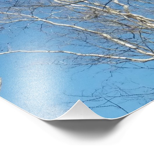 Impression Photo Arbre sycamore (Coin)