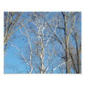 Impression Photo Arbre sycamore (Devant)