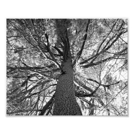 Impression Photo Arbre vieux abstrait (Devant)