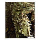 Impression Photo Arbres (Devant)