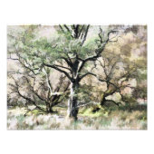 IMPRESSION PHOTO ARBRES (Devant)