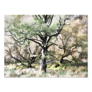 IMPRESSION PHOTO ARBRES