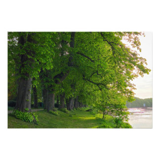 Impression Photo Arbres