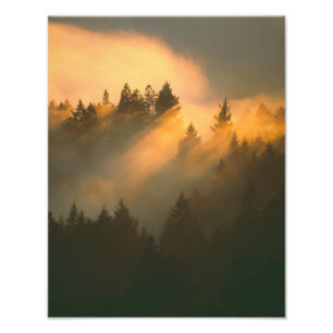 Impression Photo Arbres à séquoias dans le brouillard côtier, Comté