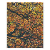 IMPRESSION PHOTO ARBRES D'AUTOMNE (Devant)