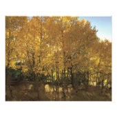 Impression Photo Arbres de peuplier (Devant)