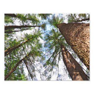 Impression Photo Arbres de pins au ciel