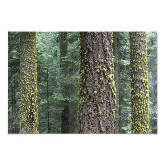 Impression Photo arbres de Séquoia géants dans la forêt, Sequoia et (Devant)