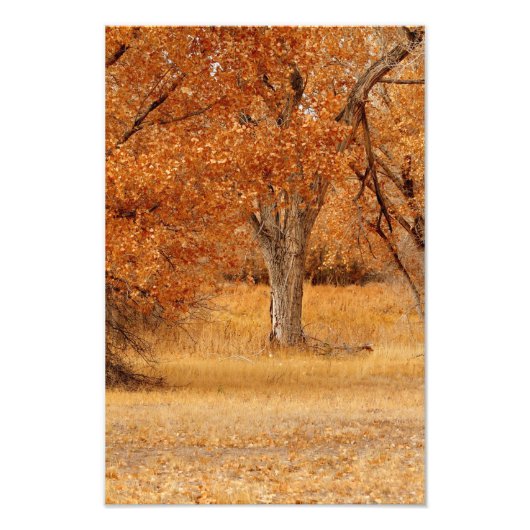 Impression Photo Arbres d'or (Devant)