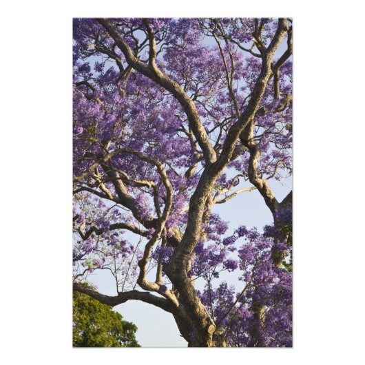 Impression Photo Arbres Jacaranda en fleurs dans le nouveau parc ag (Devant)