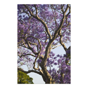 Impression Photo Arbres Jacaranda en fleurs dans le parc New Farm,