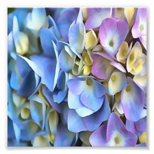 Impression Photo Arbuste bleu Hydrangea Arbuste Artistique Bossom (Devant)