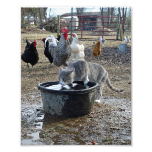 Impression Photo Archie et poulets