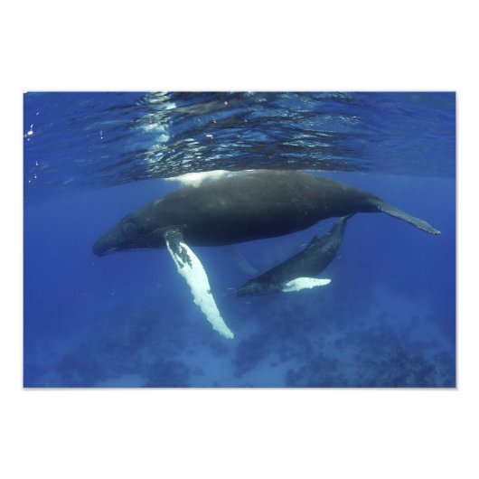 Impression Photo archipel des Caraïbes, Grande Antilles, (Devant)